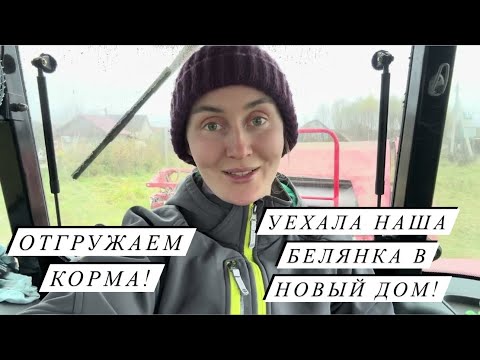 Видео: Вырастили бройлерную индейку! Работаю в павильоне! Закрыли бычков, выпустили коров с телятами