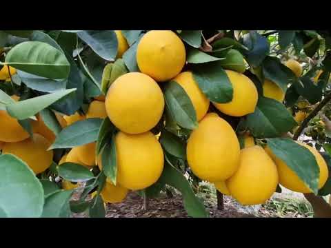 Видео: Хосили Лимон 🍋  дар нохияи Жайхун 25-11-2022 год.