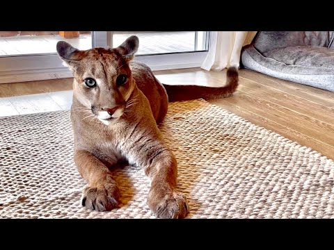 Видео: Эмоциональный диалог пумы Месси и Саши! Месси растерялся и сбежал!