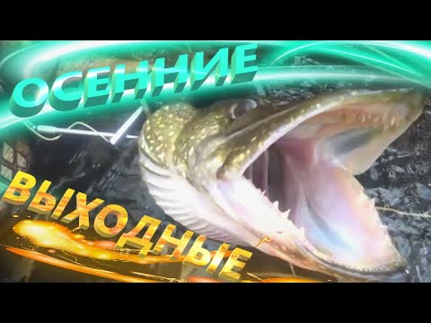 Видео: ПОДВОДНАЯ ОХОТА НА САЗАНА   СОМА   ЩУКУ   КАРАСЯ ОСЕНЬ 2024