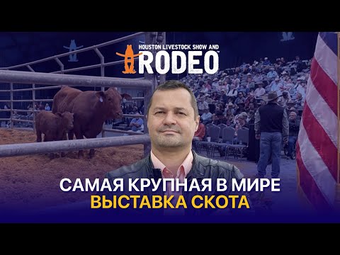 Видео: Лучшие быки Америки, аукционы скота в США и выставка Houston Livestock Show