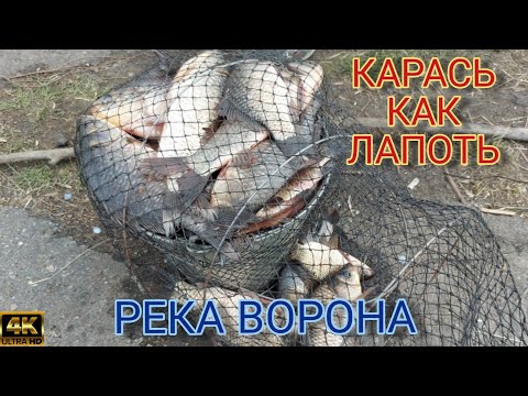 Видео: Крупный карась как лапоть  река Ворона.