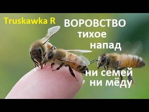 Видео: #Пчёлы. Как на пасеке выглядит пчелиное воровство, напад пчёл, тихое воровство. Пчёлы есть, мёда нет