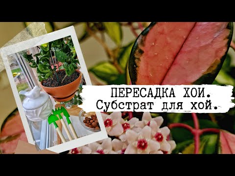 Видео: Пересадка хои. Готовим субстрат для пересадки. Хойя Аустрализ Лиза. Хойя Белла. Хойя Компакта.