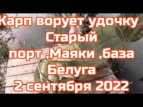 Видео: Карп ворует удочку!!! Маяки ,Старый порт.База Белуга ,2 сентября 2022 г.