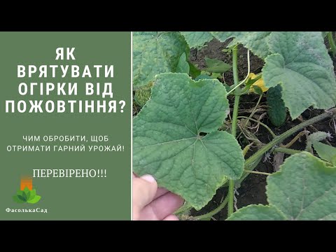 Видео: Як врятувати огірки від пожовтіння? Чим обробити, щоб отримати гарний урожай. Перевірено!!!