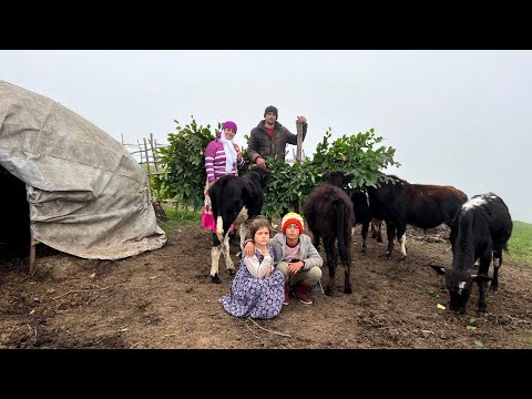 Видео: Распорядок дня кочевников! Сбор листьев для коров и мытье посуды