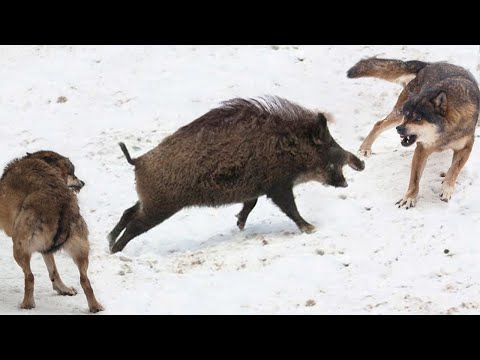 Видео: Вот почему Кабан не убегает от Волков! Свирепый и Бесстрашный лесной Тяжеловес!