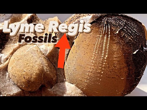 Видео: Сюрприз: морской еж нашёл окаменелости