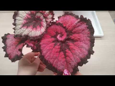 Видео: Красивые бегонии.