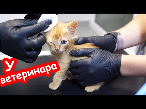 Видео: Котята у ветеринара