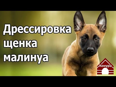 Видео: 239. Дрессировка щенка МАЛИНУА. Воспитание бельгийской овчарки