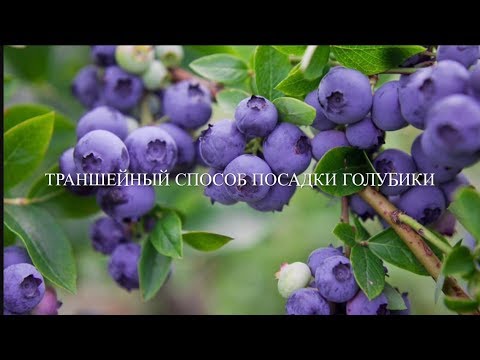 Видео: 💙💜Траншейный Способ Посадки Голубики Садовой