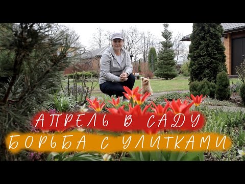 Видео: Апрель в саду I Борьба с улитками I Сад Людмилы Кудасовой