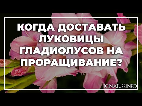 Видео: Когда доставать луковицы гладиолусов на проращивание? | toNature.Info