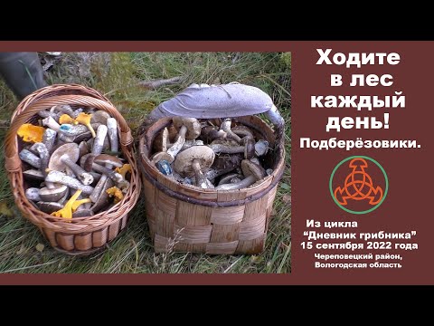 Видео: Ходите в лес каждый день. Подберёзовики. Дневник грибника 15 сентября 2022 года.