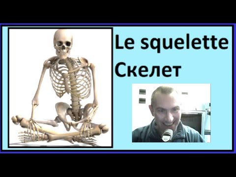 Видео: Le squelette - Скелет -  Французско-русский визуальный словарь