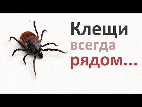 Видео: Рядом с вами КЛЕЩИ! Что нужно знать про иксодовых, подкожных, ресничных, мучных и других клещей...