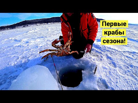 Видео: Первые крабы сезона! 🦀 // (Eng Subs)