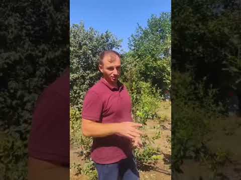 Видео: Обрезка голубики в конце лета