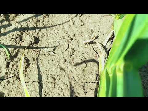 Видео: Коли і як правильно видаляти стрілку на часнику? І терміни і як впливає стрілка на якість часнику