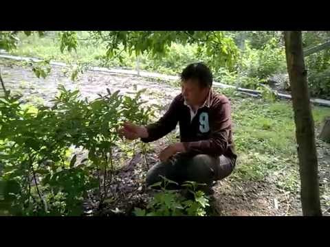 Видео: Черенкование жимолости