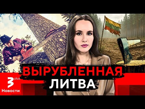 Видео: Сосны – под топор: в Литве борются против уничтожения «лесного рая»