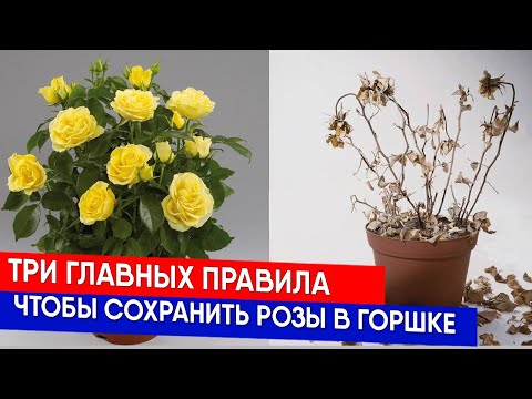 Видео: Три главных правила, чтобы сохранить розы в горшке