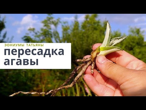 Видео: Пересадка агавы американы медиапикта альба