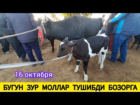 Видео: СУТДОР ОНА БОЛА ВА БУГОЗ СИГИРЛАР НАРХЛАРИ ХОРАЗМ БОГОТ МОЛ БОЗОРИ 16 ОКТЯБРЯ 2024.Г