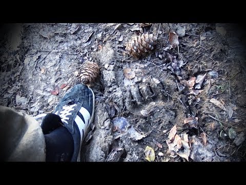 Видео: Один день из жизни людей, добывающих кедровый орех глазами блогера... В 4К! (2019 год)