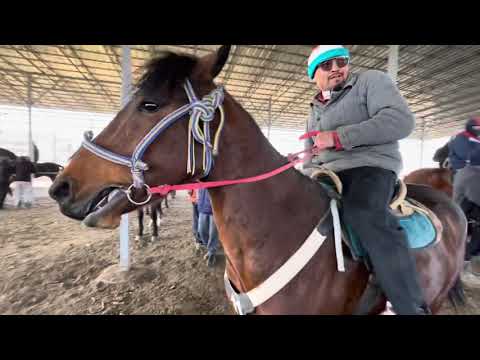 Видео: АЙГЫРЛАР/ УЛАКА/ЖОРГО/ КАРАКОЛ МАЛ БАЗАР/ 4-ноябрь