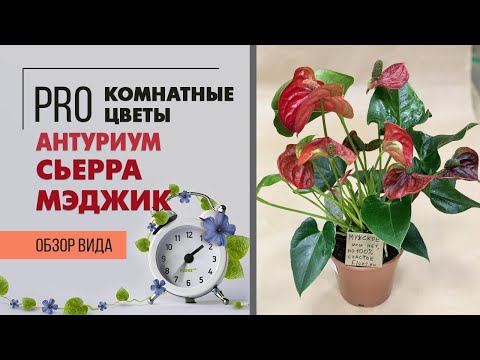 Видео: Как ухаживать за антуриумами | Антуриум Сьерра Мэджик - мужское счастье или просто счастье цветовода