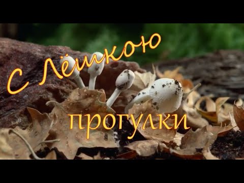 Видео: С Лёшкою прогулки  Грибалка