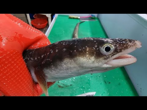 Видео: Корейский рыбный рынок - Угорь