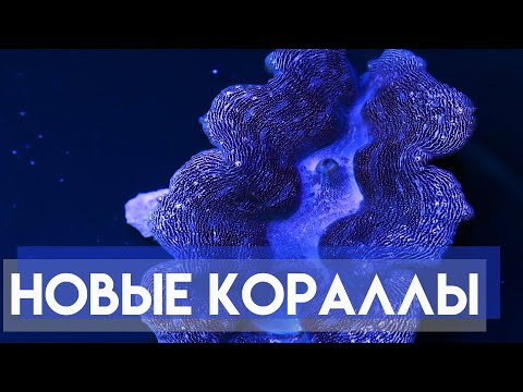 Видео: Новые кораллы. Мягкий риф 700.