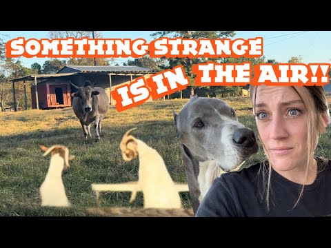 Видео: Проблема найдена и ИСПРАВЛЕНО! Рад, что рядом были достойные помощники.