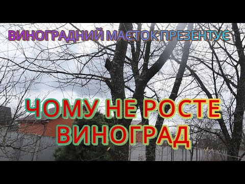 Видео: Чому не росте виноград