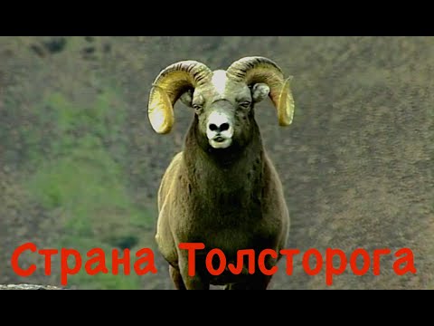 Видео: Страна толсторога. Плато Путорана. Фильм рассказывающий о снежном баране и природе плато. Сибирь