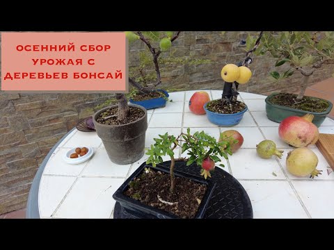Видео: Плоды деревьев бонсай. Осенний сбор урожая с деревьев Бонсай. Осень в саду бонсай. Bonsai Tree Fruit