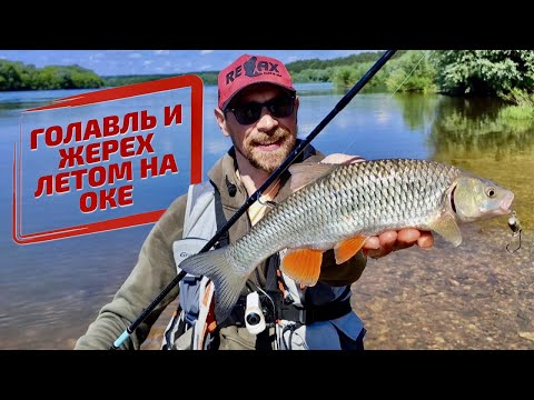 Видео: Ловля жереха и голавля летом на реке Оке.