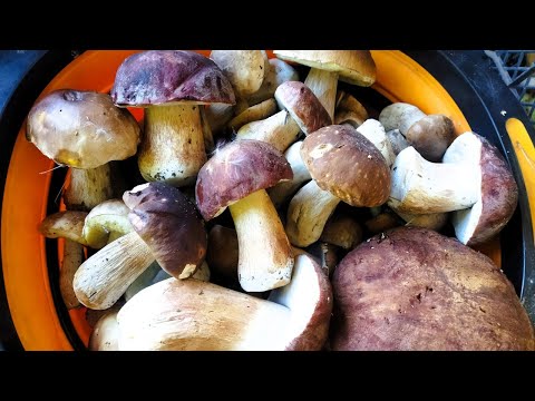 Видео: Білий Гриб Росте Масово. Збираємо Гриби у Вересні