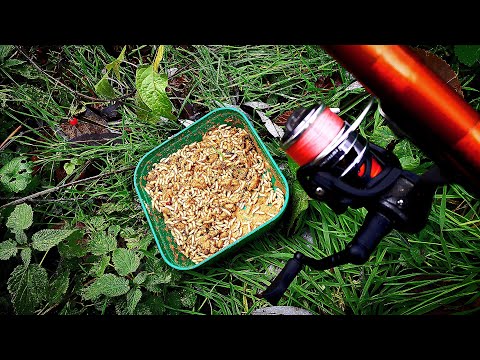 Видео: РАЗБИВАЩ РИБОЛОВ на КЕФАЛ. НЯМАХ ПРАЗНО ИЗТИЧАНЕ!!!