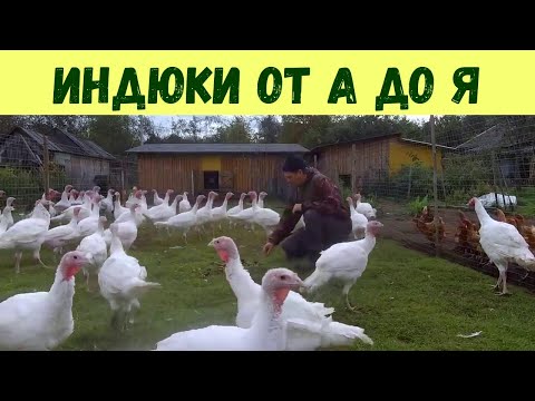 Видео: 500 кг вкусного мяса! Разведение индюков на НЕДОРОГИХ кормах! Индюки от А до Я!