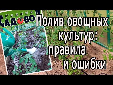 Видео: Полив овощных культур: правила и ошибки