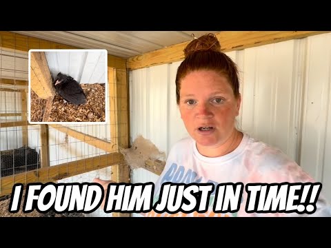 Видео: Мне пришлось спасти его, иначе это была бы трагедия!!￼