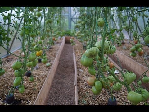 Видео: Я ПРИЕХАЛА!! ОБЗОР САДА ОГОРОДА. 2017 г. 2 августа.