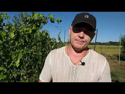 Видео: Виноград,что садить и почему.