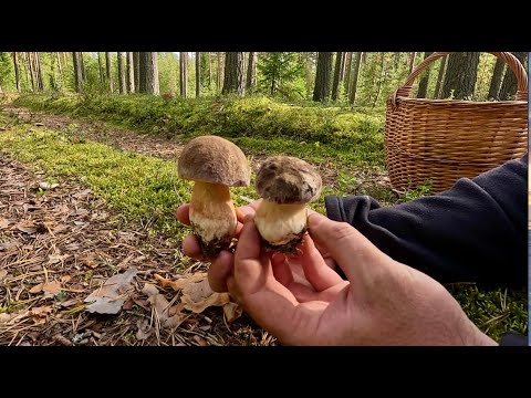 Видео: Мечты сбываются, БОРОВИКИ как из сказки, моему счастью нет предела! Тверская губерния во всей красе