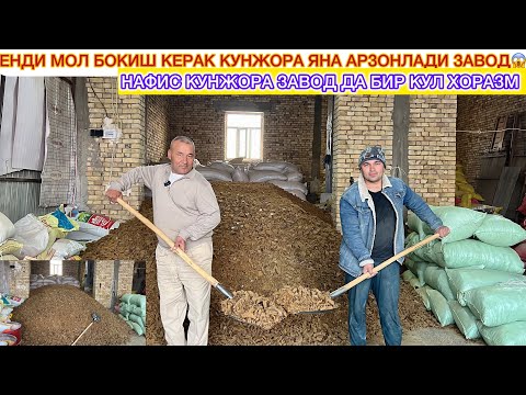 Видео: ЕНДИ МОЛ БОКИШ КЕРАК КУНЖОРА ЯНА АРЗОНЛАДИ ЗАВОД ДА 15-ноября 2025 г.